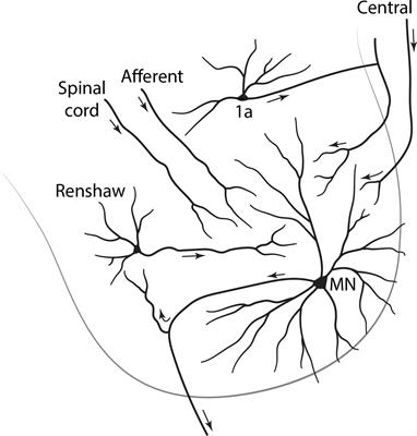 Neuron Names: A Gene- and Property-Based Name Format, With Special Reference to Cortical Neurons